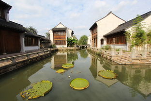 秋風(fēng)起蟹腳癢，陽(yáng)澄湖沙家浜兩日尋味游